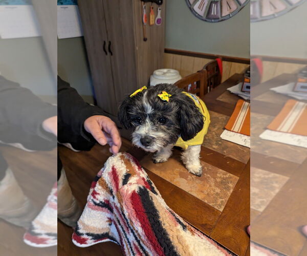 Medium Photo #3 Shih Tzu-Unknown Mix Puppy For Sale in Springdale, PA, USA