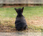 Small Photo #13 French Bulldog Puppy For Sale in WARSAW, IN, USA