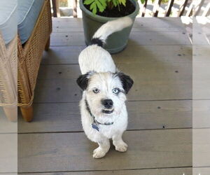 - Mix Dogs for adoption in Menifee, CA, USA