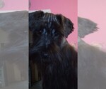 Small #7 Schnauzer (Miniature)