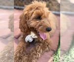 Small Photo #25 Goldendoodle-Poodle (Toy) Mix Puppy For Sale in MENIFEE, CA, USA