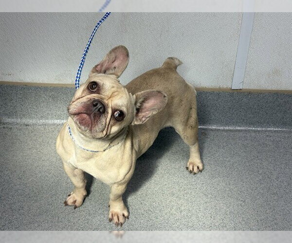 Medium Photo #1 French Bulldog Puppy For Sale in Rancho Cucamonga, CA, USA