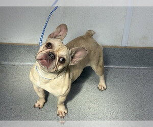 French Bulldog Dogs for adoption in Rancho Cucamonga, CA, USA