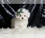 Small #3 Maltese