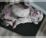 Small #1 American Pit Bull Terrier