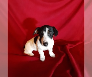 Jack Russell Terrier Puppy for sale in BRAZIL, IN, USA
