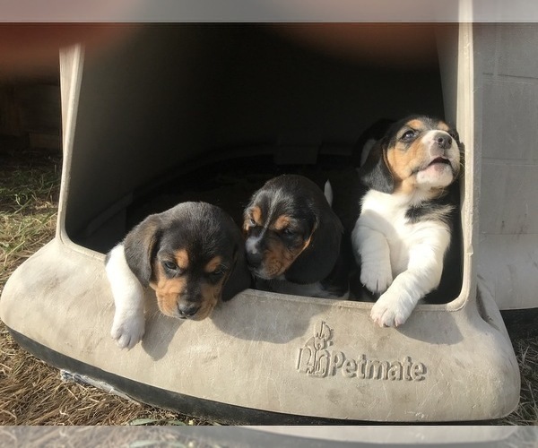 Medium Photo #3 Beagle Puppy For Sale in DURHAM, KS, USA