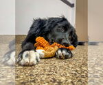 Small #1 Border Collie Mix