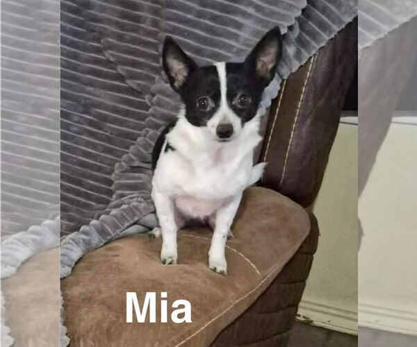 Medium Photo #1 Chihuahua-Unknown Mix Puppy For Sale in Grafton, WI, USA