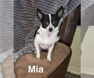 Chihuahua-Unknown Mix Dogs for adoption in Grafton, WI, USA