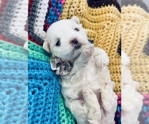 Maltese Puppy for sale in FARMVILLE, VA, USA