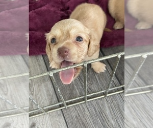 Dachshund Puppy for sale in WAKE FOREST, NC, USA
