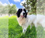 Small #3 Great Pyrenees Mix