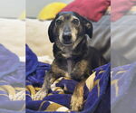 Small #2 Dachshund