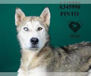 Siberian Husky Dogs for adoption in Stockton, CA, USA