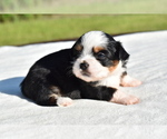 Small #1 Auss-Tzu