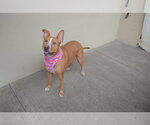 Small #2 Mutt
