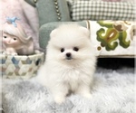 Small Photo #6 Pomeranian Puppy For Sale in CHICAGO, IL, USA