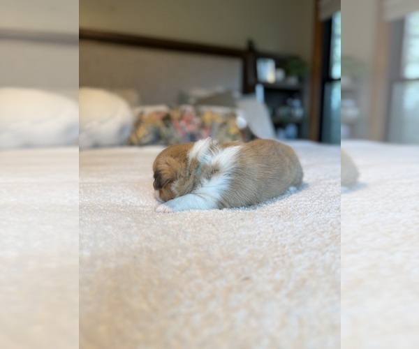 Medium Photo #10 Pembroke Welsh Corgi Puppy For Sale in GRAND RAPIDS, MI, USA