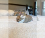 Small #9 Pembroke Welsh Corgi