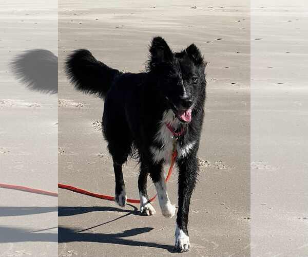 Medium Photo #30 Carolina Dog Puppy For Sale in Highland, IL, USA