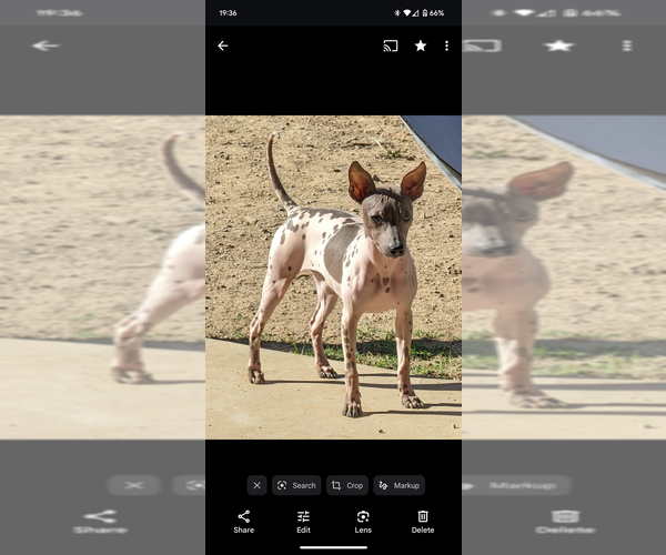 Medium Photo #1 American Hairless Terrier Puppy For Sale in PHOENIX, AZ, USA