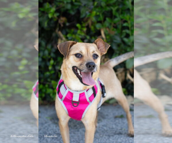 Medium Photo #2 Chihuahua-Unknown Mix Puppy For Sale in Marina Del Rey, CA, USA