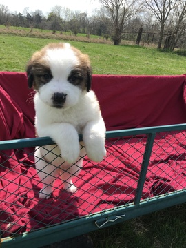 Medium Photo #1 Saint Bernard Puppy For Sale in CANTRIL, IA, USA