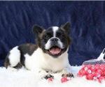 Small Photo #4 French Bulldog Puppy For Sale in CHERRY HILLS, CO, USA