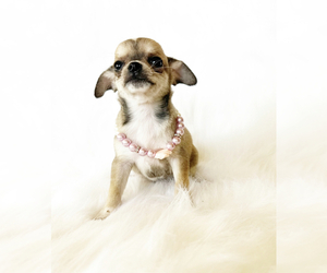 Chihuahua Puppy for sale in SACRAMENTO, CA, USA