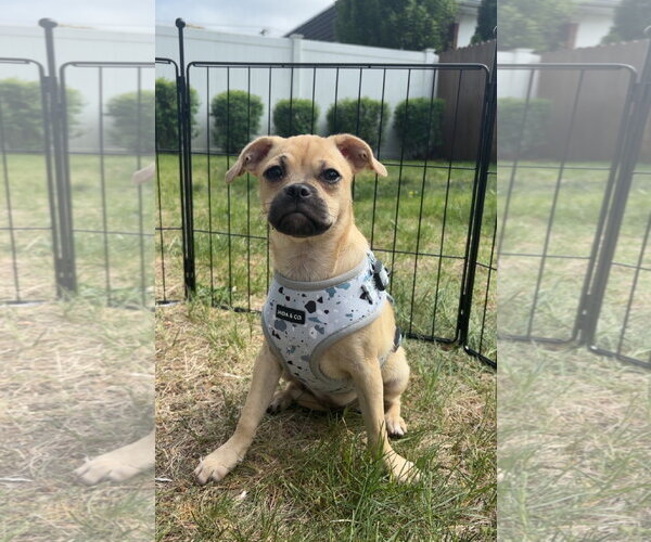 Medium Photo #1 Pug-Unknown Mix Puppy For Sale in Morganville, NJ, USA