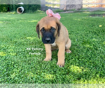 Small #14 American Mastiff-Saint Bernard Mix