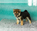 Small Photo #19 Shiba Inu Puppy For Sale in MILLERSBURG, IN, USA