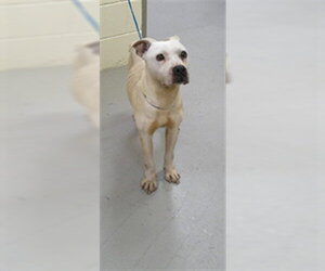 Mutt Dogs for adoption in Sanford, FL, USA