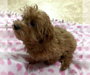 Goldendoodle (Miniature) Puppy for sale in ARCOLA, IL, USA