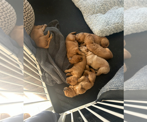 English Cream Golden Retriever Puppy for sale in JACKSONVILLE, NC, USA