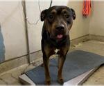 *BIRDY - Male Mutt Dog for Adoption - Small photo