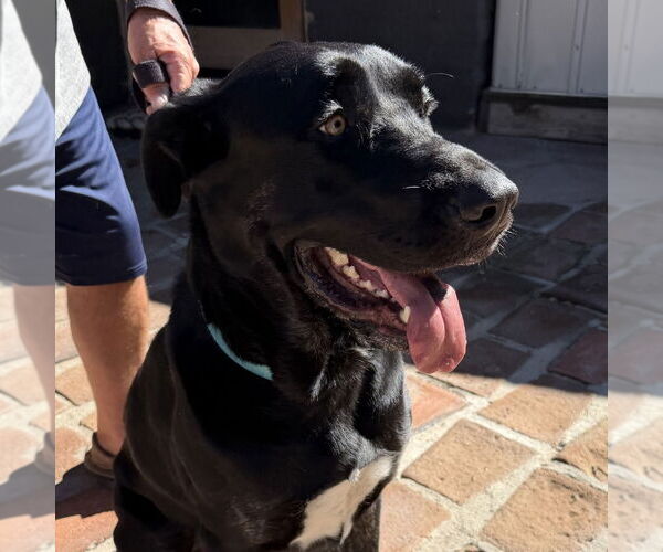 Medium Photo #2 Mutt Puppy For Sale in Oceanside, CA, USA