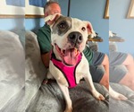 Small #3 American Pit Bull Terrier Mix