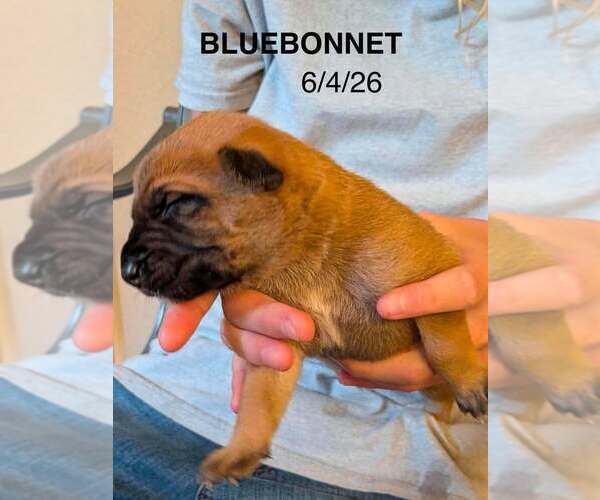 Medium Photo #3 Mutt Puppy For Sale in Imlay City, MI, USA