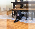 Small #4 Labrador Retriever Mix