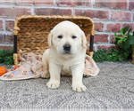 Small #4 Labrador Retriever