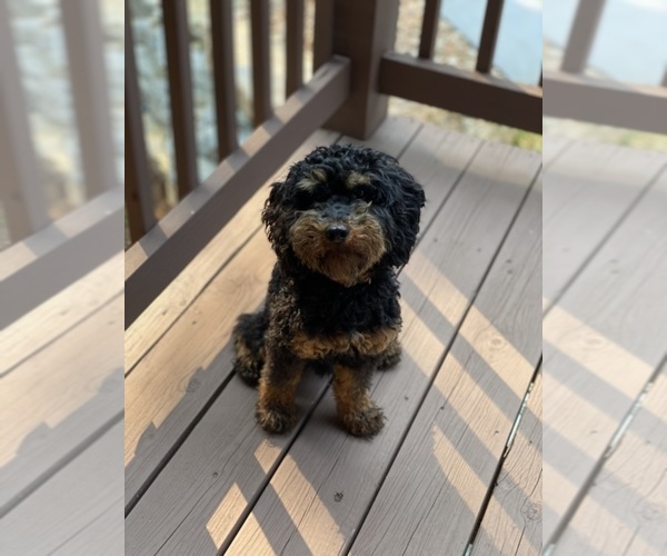 Medium Photo #1 Cavapoo Puppy For Sale in AUBREY, TX, USA