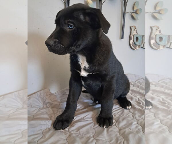 Medium Photo #4 Shepradors Puppy For Sale in Princeton, MN, USA