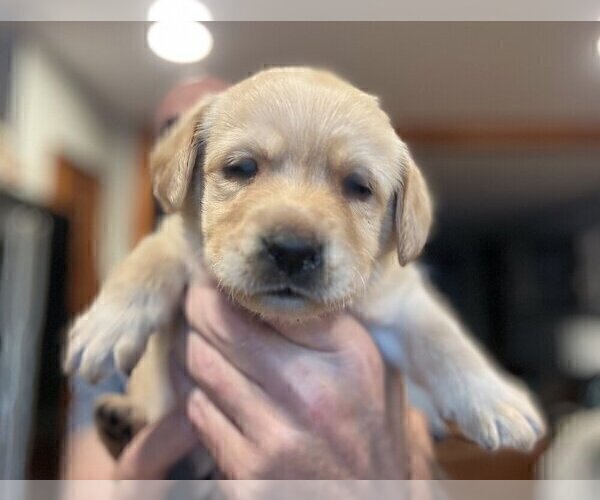 Medium Photo #112 Labrador Retriever Puppy For Sale in HIGH POINT, NC, USA