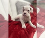 Small Photo #5 Boxer Puppy For Sale in OAK LAWN, IL, USA
