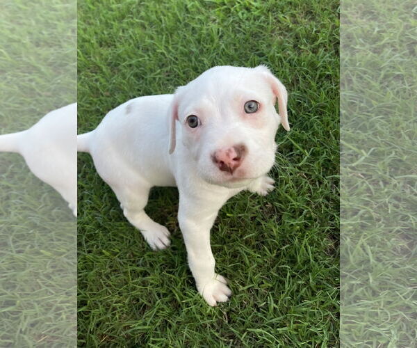 Medium Photo #3 Mutt Puppy For Sale in Holly Springs, NC, USA
