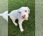 Small #2 Mutt