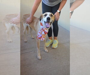 Pumpkin - Female Mutt Dog for Adoption - Photo #2