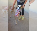 Small Photo #2 Mutt Puppy For Sale in McKinney, TX, USA